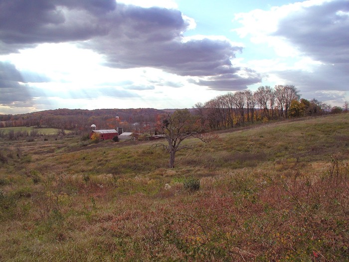 Hunterdon Cty, NJ Sentinel Tree    
