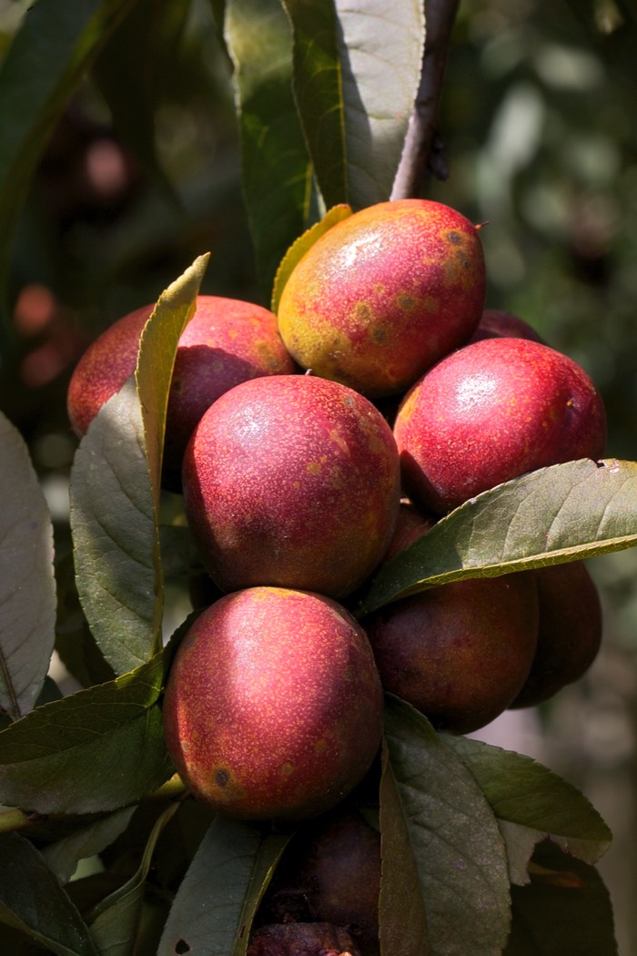 IV2T0899 - Version 2