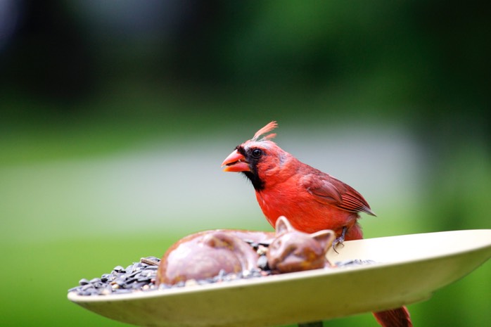 IV2T1513 - Version 2