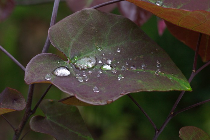 IV2T1764 - Version 2