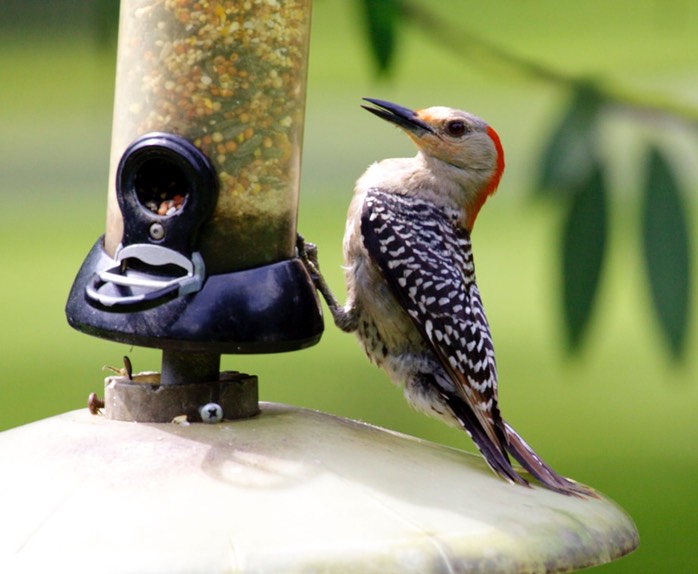 IV2T1849 - Version 2