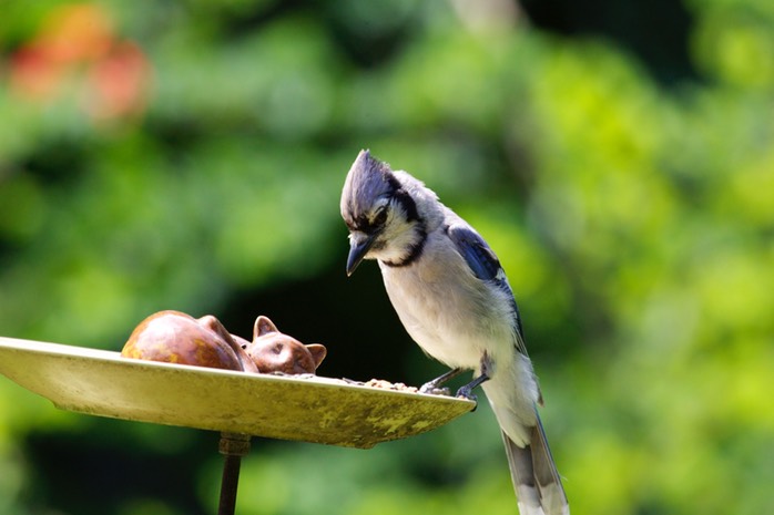 IV2T1885 - Version 2