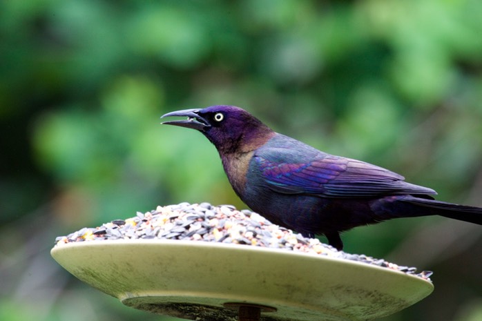 IV2T3664 - Version 2