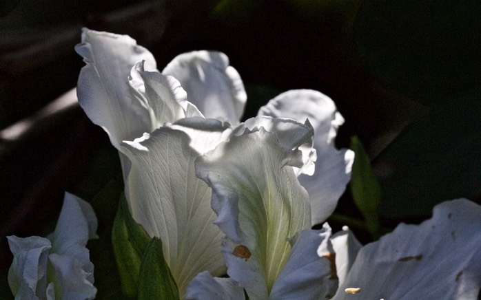 IV2T3907 - Version 2