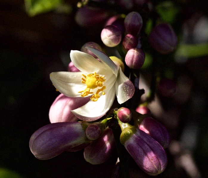 IV2T3917 - Version 2