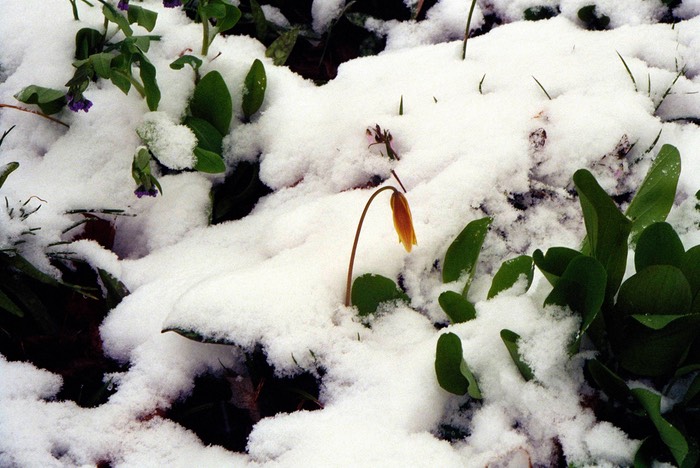 Late spring snowfall and spring flowers, Somerset Cty, NJ