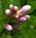 Lemon Buds - Winter Park, FL