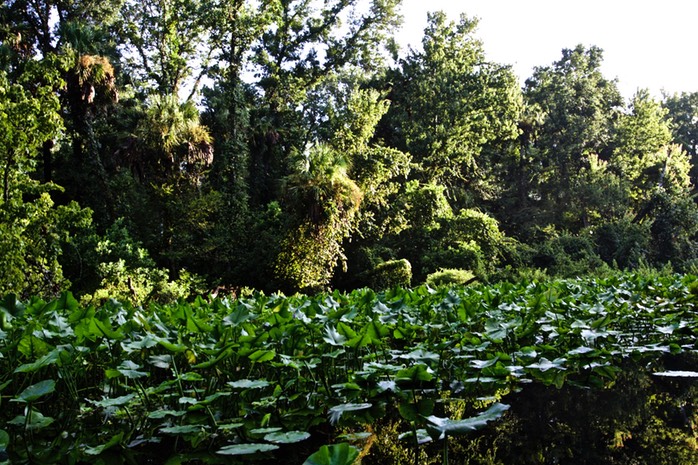 Lilies Rock Springs Run