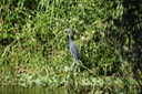 Little Blue Heron