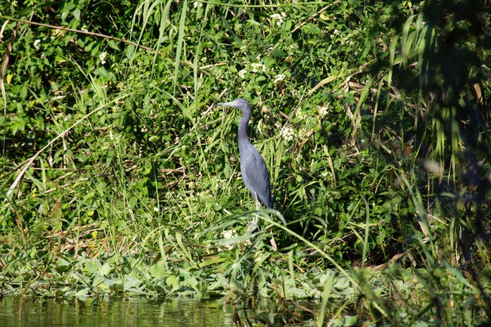Little Blue Heron