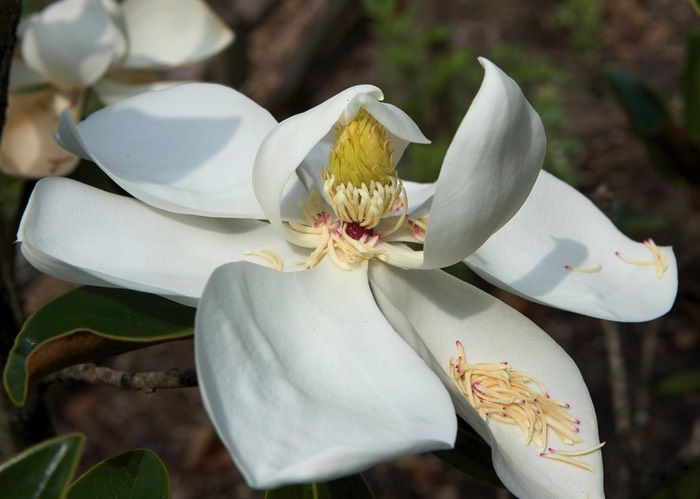 Magnolia