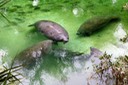 Manatees #2 Blue Springs Run
