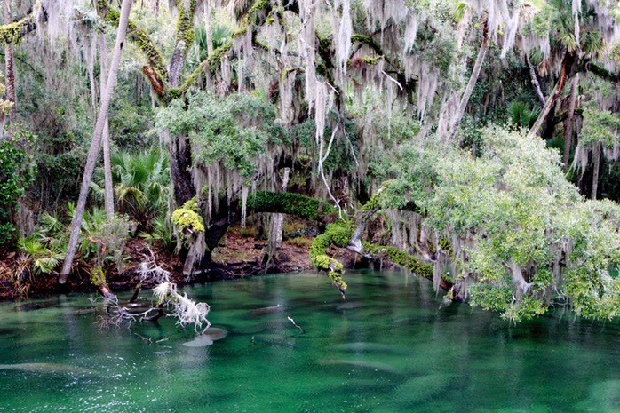Manatees and Oak Tree