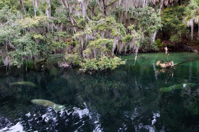 Manatees Blue Springs Run