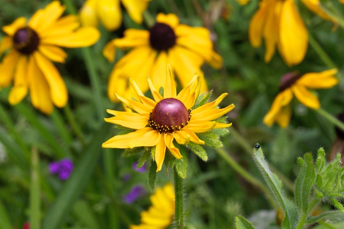 Maximillian Sunflower
