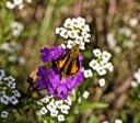 Moth on Moss Verbena 1