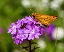 Moth on Moss Verbena 2