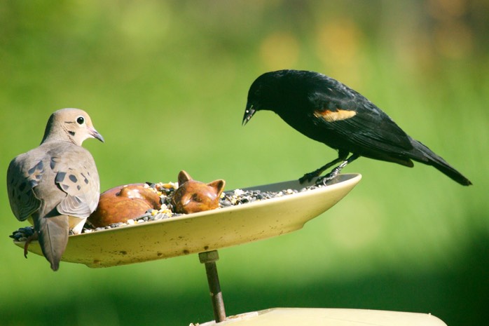 Mourning Dove and Redwinged Blackbird