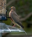 Mourning Dove Winter Park