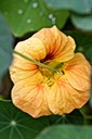 Nasturtium