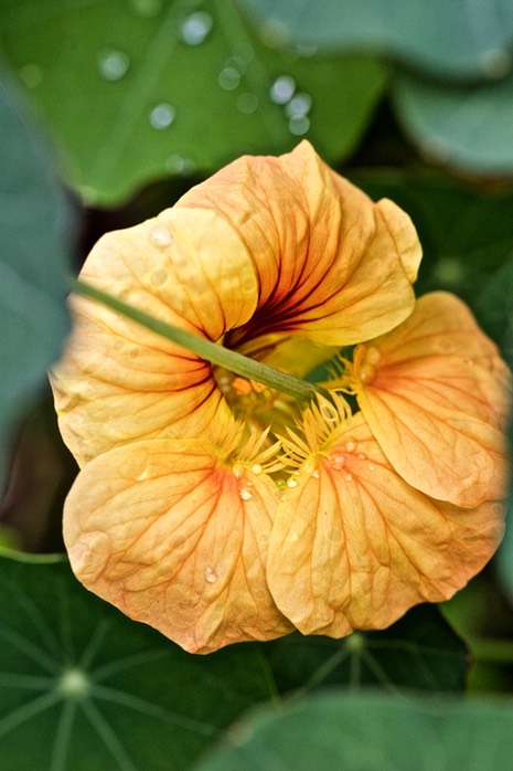 Nasturtium