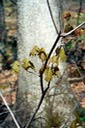 New leaves Vorhees State Park, NJ