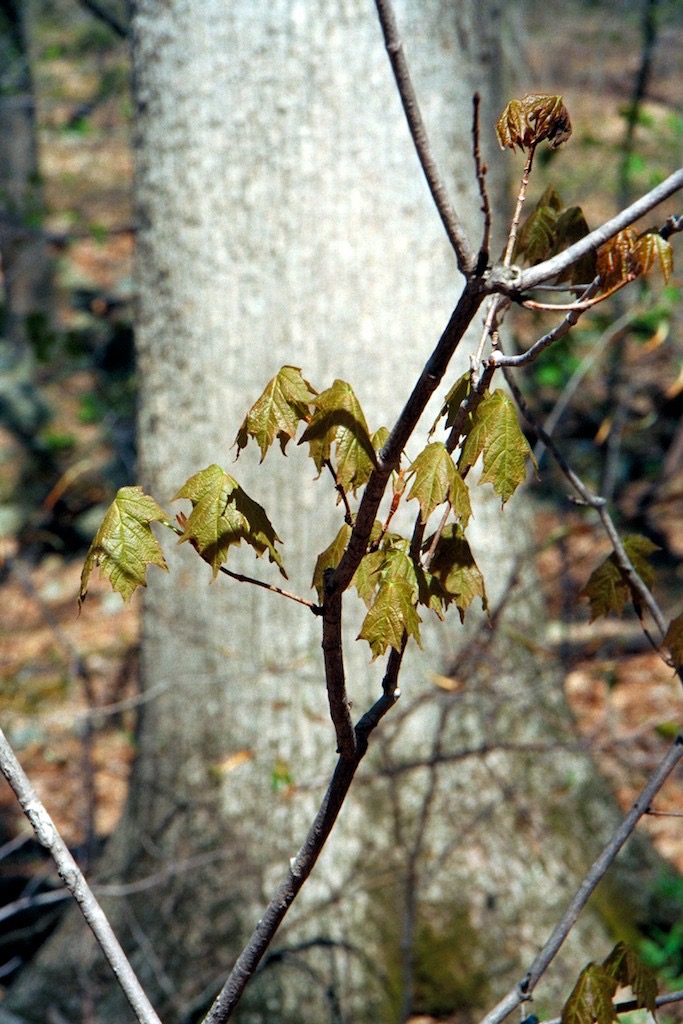 New leaves Vorhees State Park, NJ
