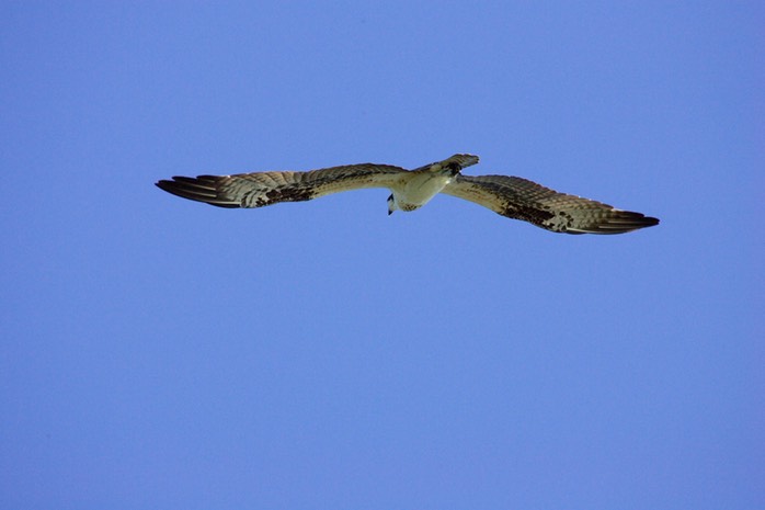 Osprey