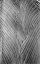 Palm frond pattern, Coral Gables, FL