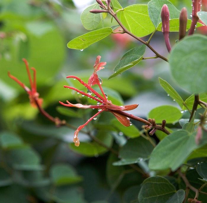 Rain and Orchid Bush