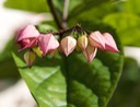 Red Bleeding Heart Buds