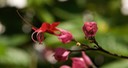 Red Bleeding Heart