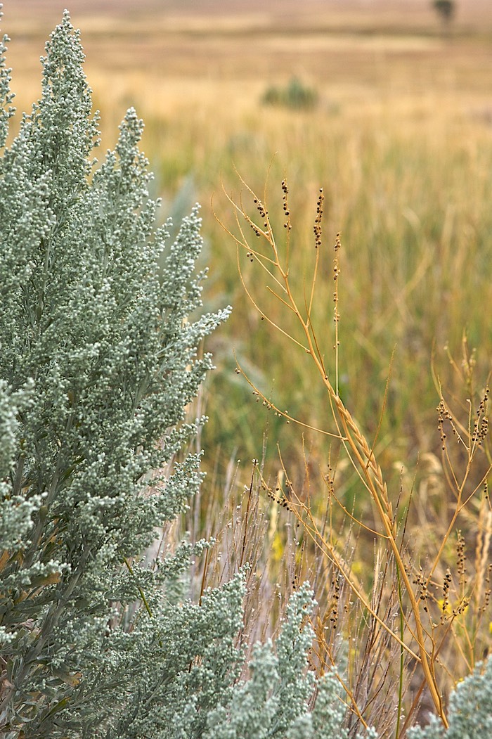 Sagebrush and brush Wyoming