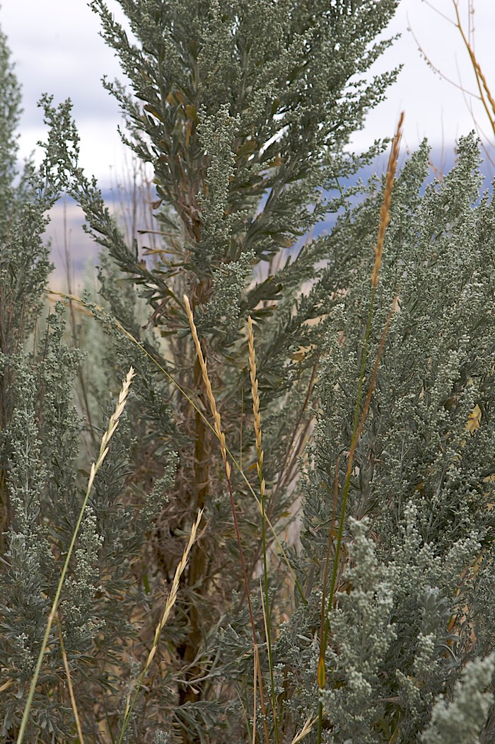 Sagebrush and grass, Wyoming