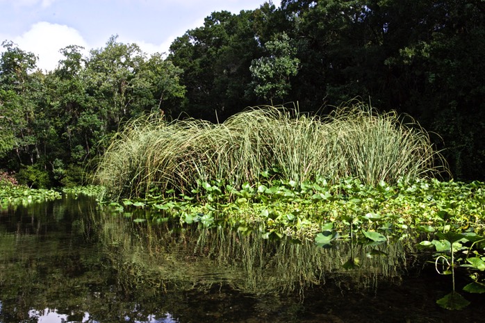 Saw Grass Rock Springs Run