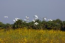 Snowy Egrets