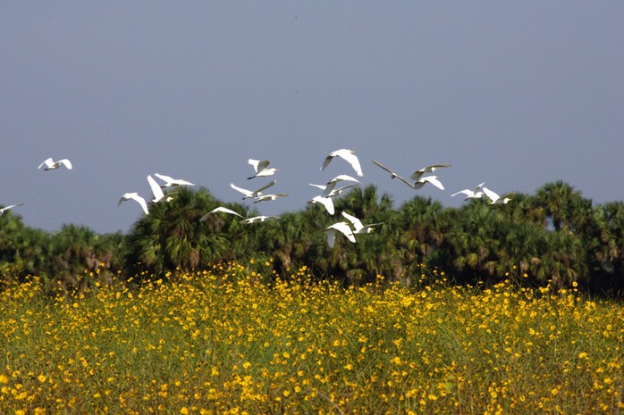 Snowy Egrets