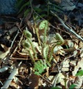 Spring ferns Vorhees State Park, NJ