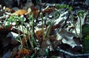 Spring ferns Vorhees State Park, NJ
