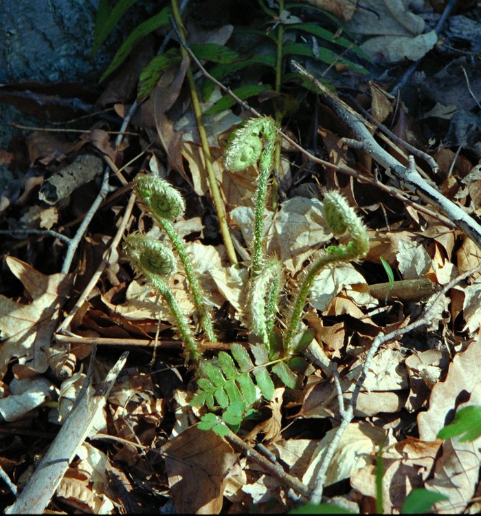 Spring ferns Vorhees State Park, NJ
