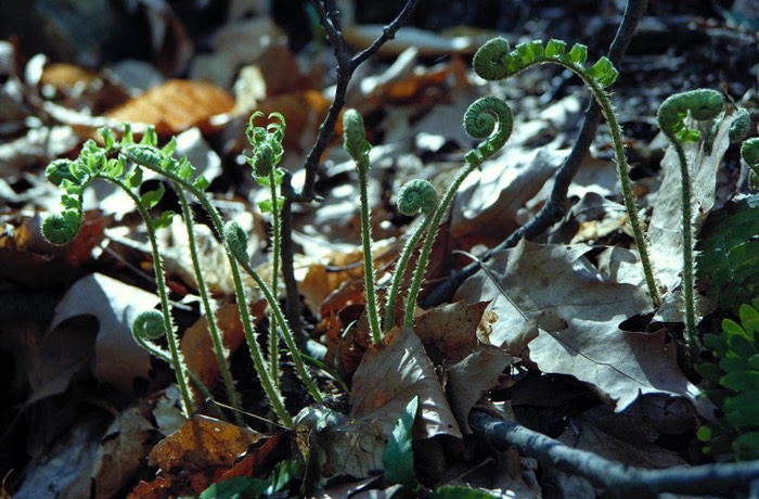 Spring ferns Vorhees State Park, NJ