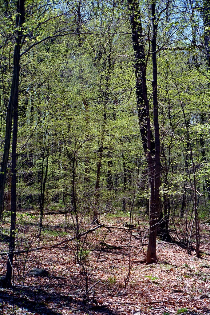 Spring trees Vorhees State Park, NJ