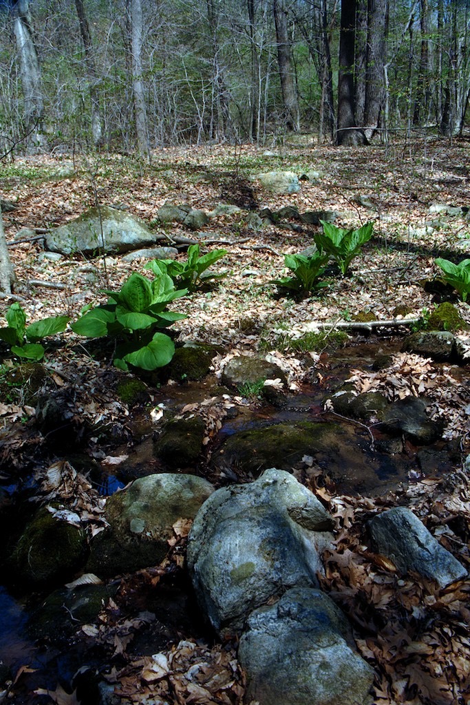 Swampy Spring Vorhees State Park, NJ