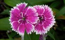 Sweet William