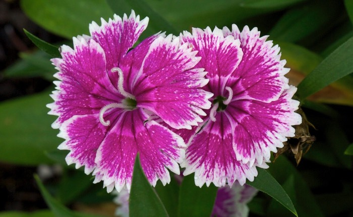 Sweet William
