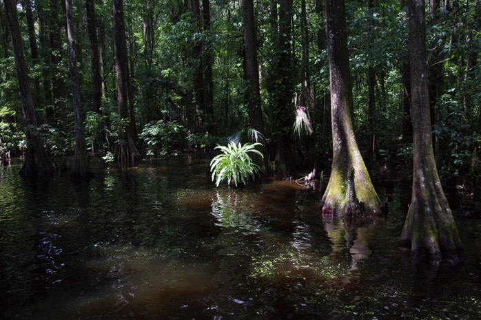 Sword Fern Dora Canal