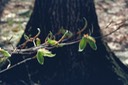 Tree buds Vorhees State Park, NJ