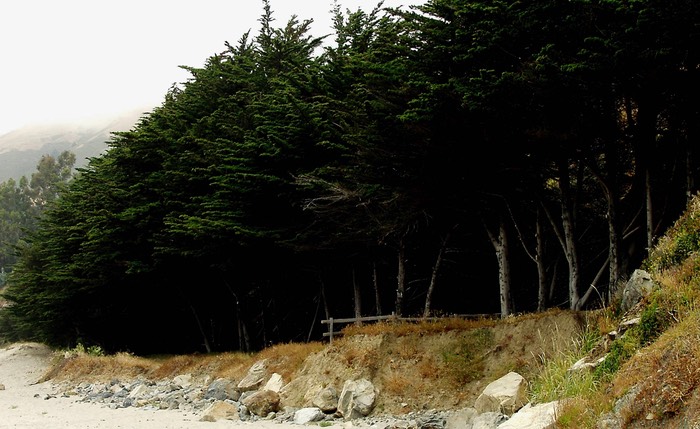 Treeline along east Stinson Beach        