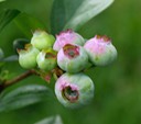 Unripe Blueberries