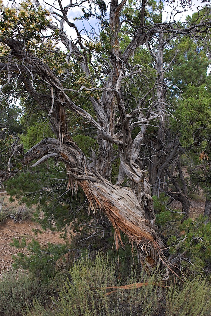 Utah juniper on the South Rim